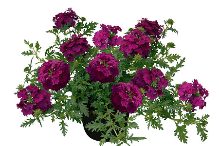 Verbena Vepita Dark Magenta
