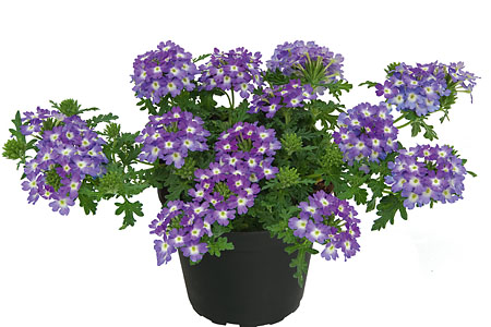 Verbena Vepita Lavender Eye