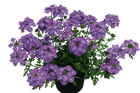 Verbena Vepita Lavender