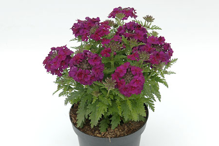 Verbena Vepita Up Burgundy