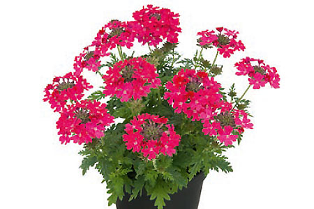 Verbena Vepita Up Hot Pink