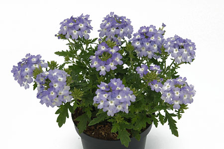 Verbena Vepita Up Lavender Verbena Vepita Up Lavender