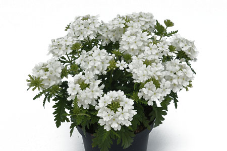 Verbena Vepita Up White