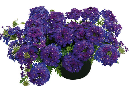 Verbena Vepita Blue-Violet