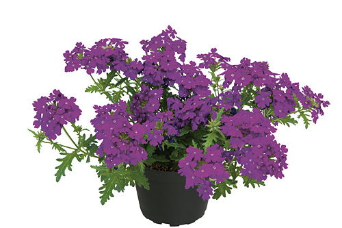 Verbena Vepita Electric Purple Verbena Vepita Electric Purple