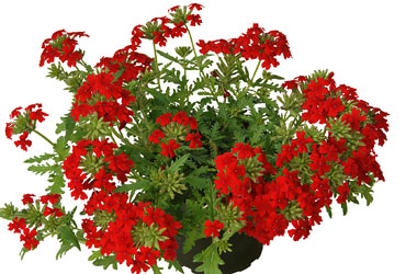 Verbena VEPITA Scarlet 2022