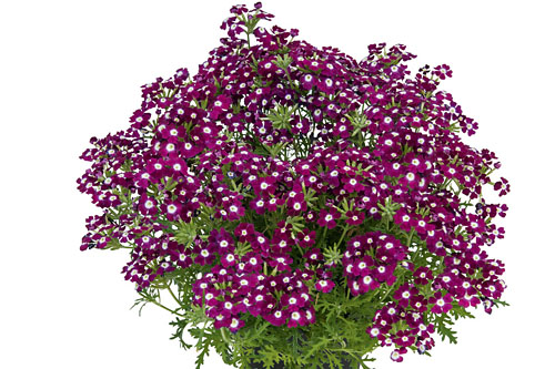 Verbena VEPITA UP Burgundy Eye
