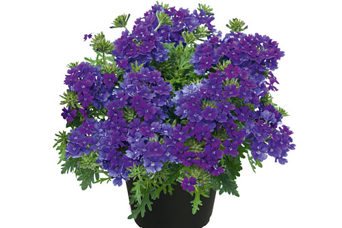 Verbena VEPITA UP Dark Blue