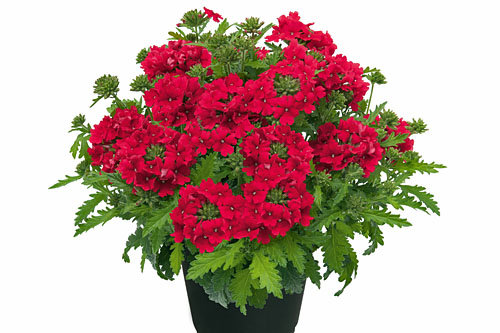 Verbena VEPITA UP Red