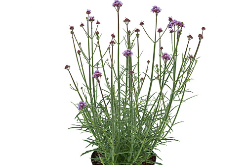 Verbena Little Cloud Verbena Little Cloud