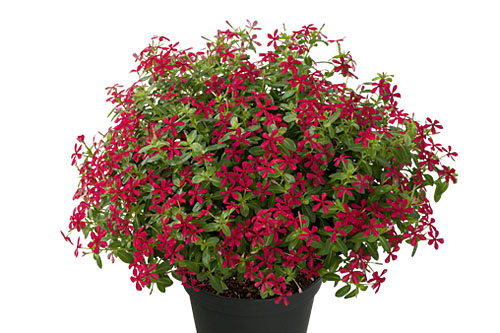 Vinca Soiree Cherry Shot