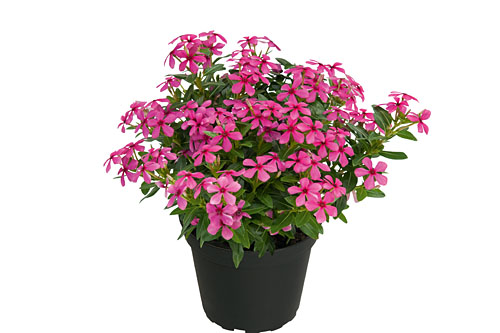 Vinca Soiree Hot Pink Vinca Soiree Hot Pink