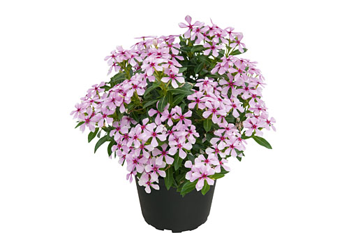 Vinca Soiree Light Pink (Dark Eye) Vinca Soiree Light Pink (Dark Eye)