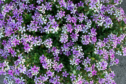 Vinca Soiree Magic Lavender
