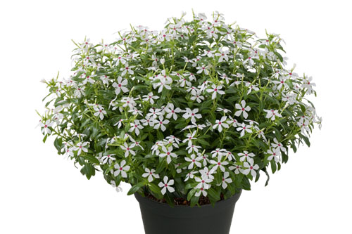 Vinca Soiree Peppermint