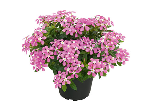 Vinca Soiree Pink White Eye Vinca Soiree Pink White Eye