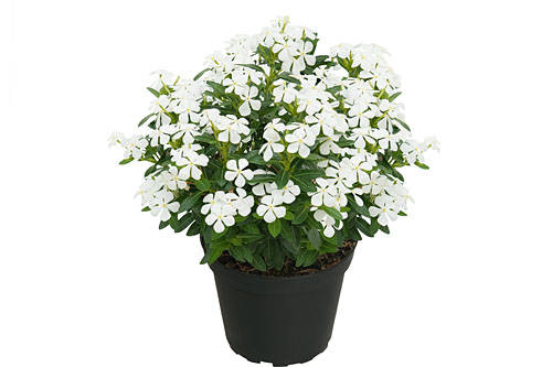 Vinca Soiree White Vinca Soiree White