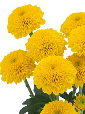 Chrysanthemum Schnitt Kleinblumer Aurinko Chrysanthemum Schnitt Kleinblumer Aurinko