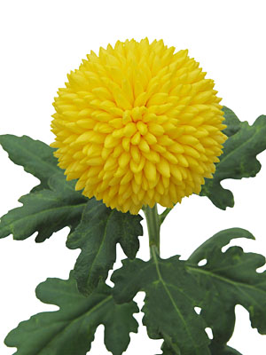 Chrysanthemum  Borg