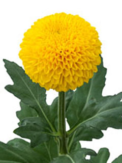 Chrysanthemum  Levana