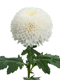 Chrysanthemum  Superbowl