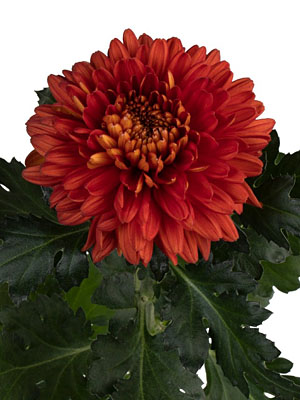 Chrysanthemum  Tusca