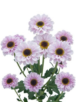 Chrysanthemum Schnitt Kleinblumer Ying Yang pink Chrysanthemum Schnitt Kleinblumer Ying Yang pink