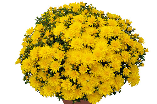 Chrysanthemum DREAMSTAR Adonis