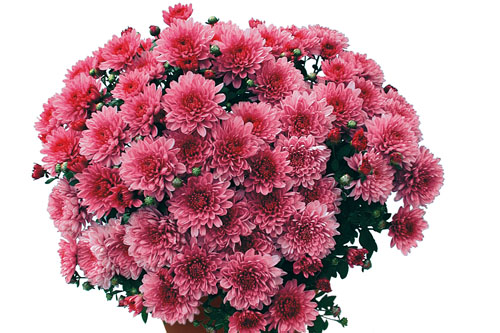 Chrysanthemum DREAMSTAR Ares Pink