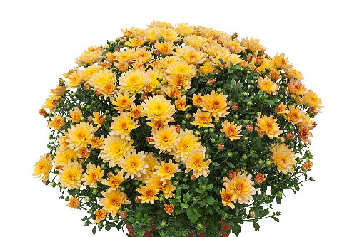 Chrysanthemum DREAMSTAR Aurora Apricot