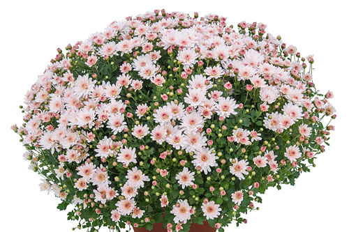 Chrysanthemum DREAMSTAR Aurora Light Pink