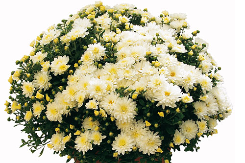 Chrysanthemum DREAMSTAR Echo