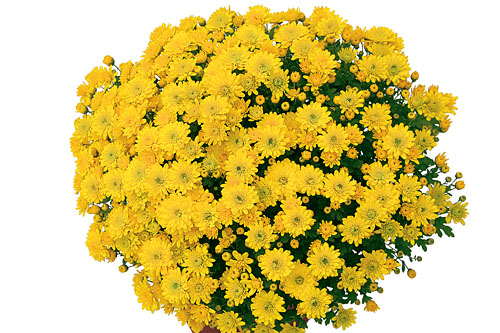 Chrysanthemum DREAMSTAR Hami