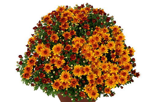 Chrysanthemum DREAMSTAR Inana