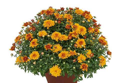Chrysanthemum DREAMSTAR Janus Bronce