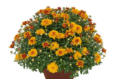 Chrysanthemum