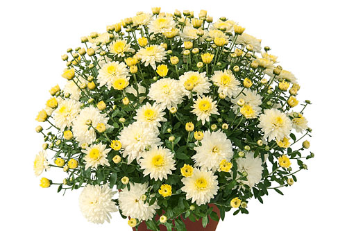 Chrysanthemen: Chrysanthemum DREAMSTAR Janus Cream