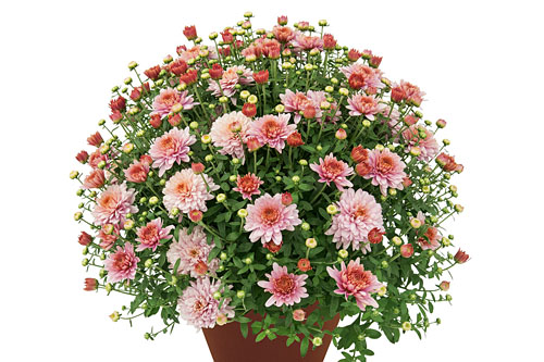 Chrysanthemum DREAMSTAR Janus Pink