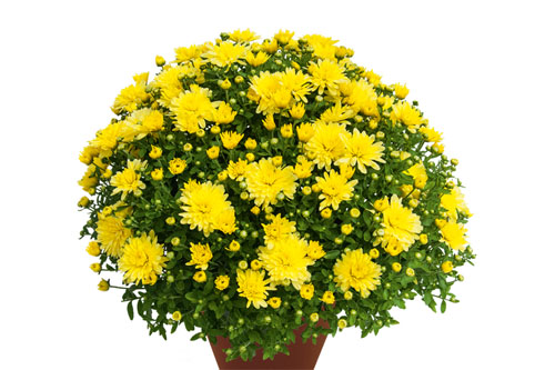 Chrysanthemen: Chrysanthemum DREAMSTAR Janus Vanilla