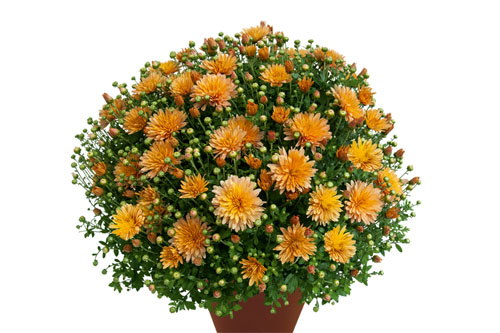 Chrysanthemum DREAMSTAR Minverva Soft Orange
