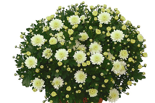 Chrysanthemum DREAMSTAR Ossa
