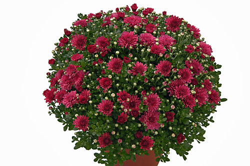 Chrysanthemum DREAMSTAR Pan Lilac