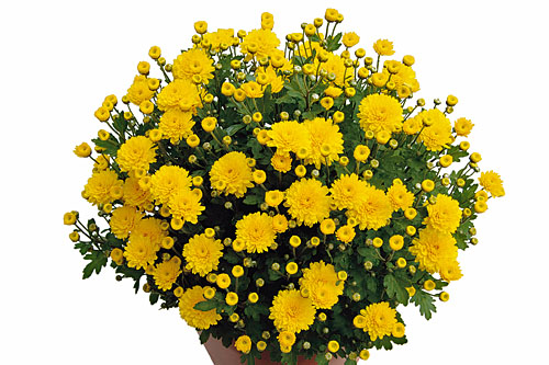 Chrysanthemum DREAMSTAR Sol