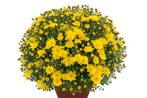 Chrysanthemum DREAMSTAR Zeus Yellow