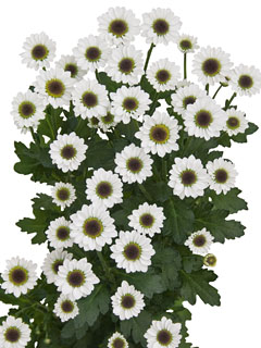 Chrysanthemum Schnitt Kleinblumer Ying Yang Chrysanthemum Schnitt Kleinblumer Ying Yang