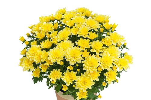 Chrysanthemum Yahou & Friends Tonka Vanille