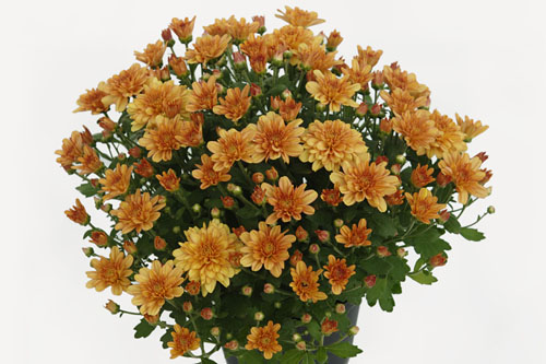Chrysanthemum Yahou & Friends Tonka Peach