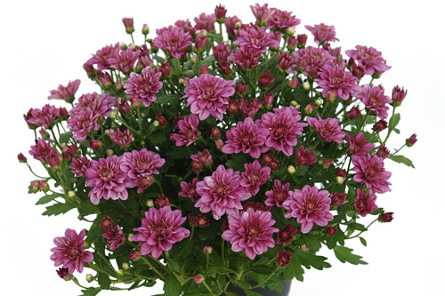 Chrysanthemum Yahou & Friends Tonka Purple