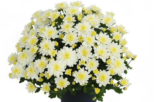 Chrysanthemum Yahou & Friends Tonka Snow