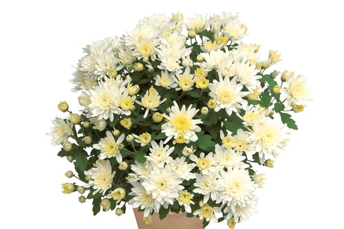 Chrysanthemum Yahou & Friends Yahou Coco